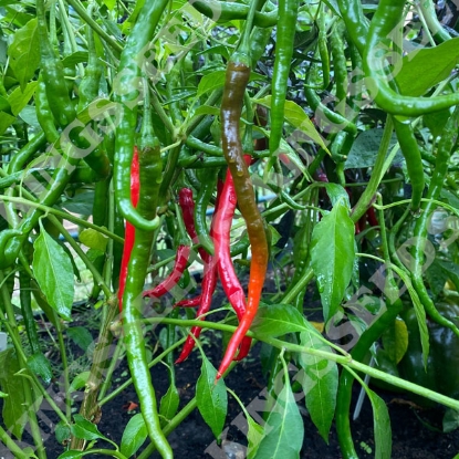 Picture of Capsicum Chilli Pepper Vindaloo F1
